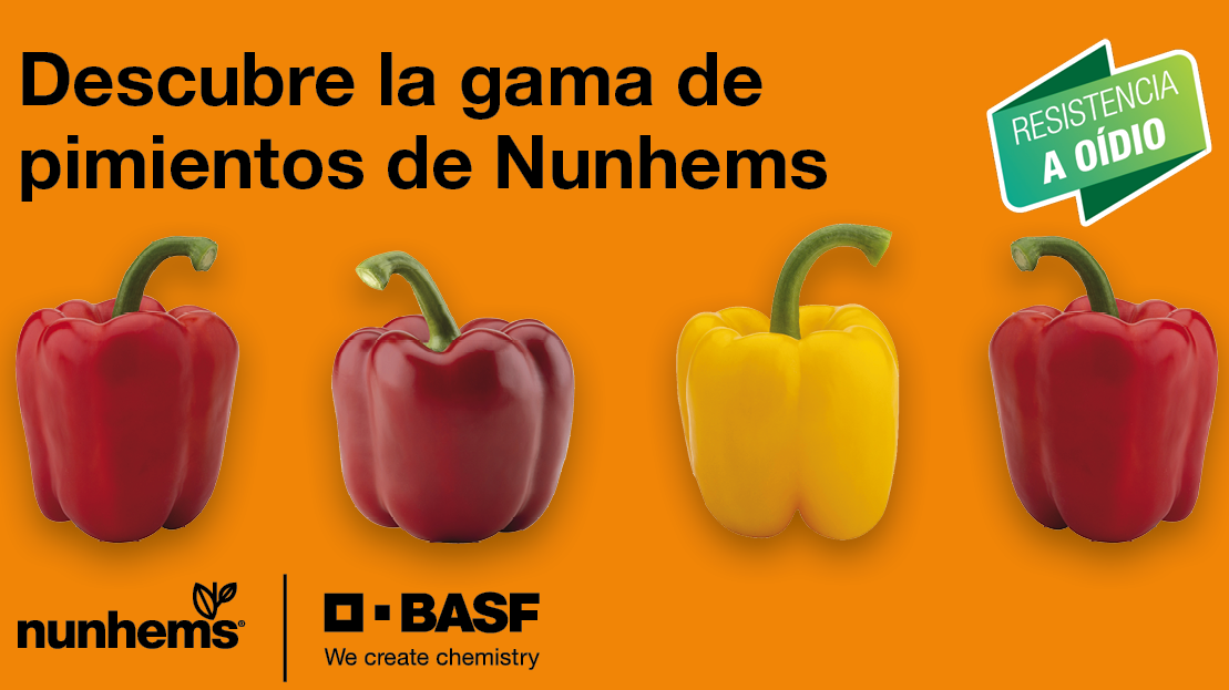 BASF Nunhems pimiento|SALONIKAS pimiento BASF Nunhems(3)|Bikos pimiento BASF Nunhems|arkos pimiento BASF Nunhems|krakos pimiento BASF Nunhems